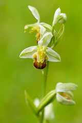Orchid Ophrys apifera in close up with green bokeh