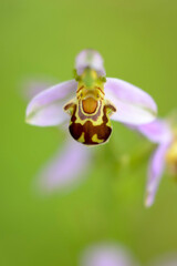 Orchid Ophrys apifera in close up with green bokeh