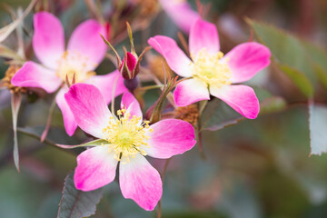 バラ rosa glauca