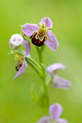 Orchid Ophrys apifera in close up with green bokeh