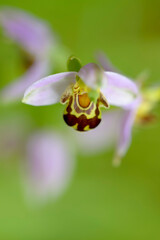 Orchid Ophrys apifera in close up with green bokeh