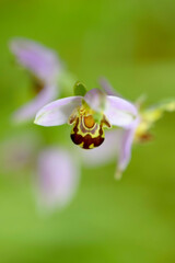 Fototapeta na wymiar Orchid Ophrys apifera in close up with green bokeh