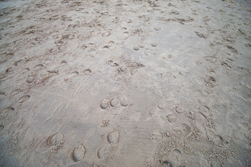 Horse footprints on a beautiful beach in the evening.