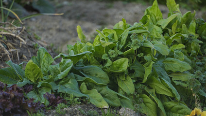 畑にたくさん生えているほうれん草