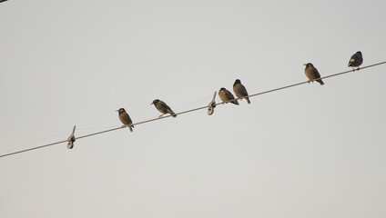 電線に止まった数羽の鳥