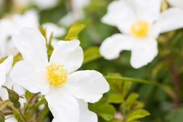 バラ paulii rosea