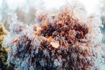 Plant covered in frozen rain. Winter landscape.