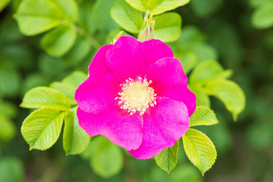 バラ red frau dagmar hastrup