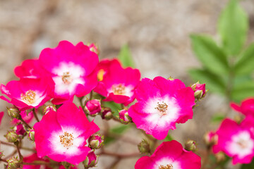 Obraz premium バラ red yesterday