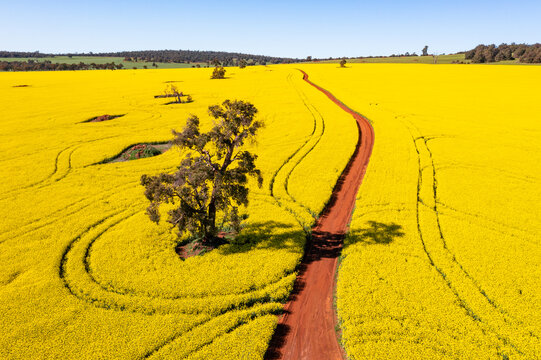 Red Dirt Road Through Canola Fields In Toodyay, Western Australia