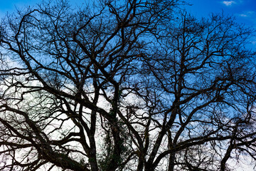 arbre