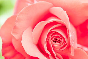 バラの花