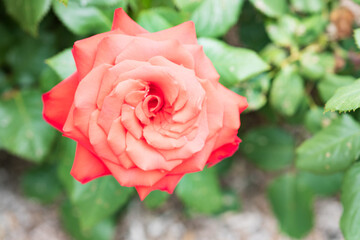 バラの花