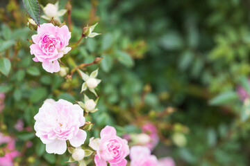 Obraz premium バラ county of cheshire