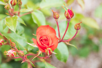 バラ　ラセビリアーナ