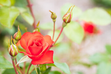 バラ　ラセビリアーナ