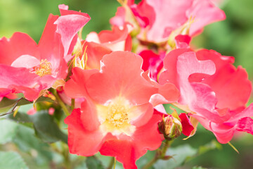 Obraz premium バラ ビーバップ