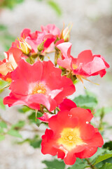 Obraz premium バラ ビーバップ