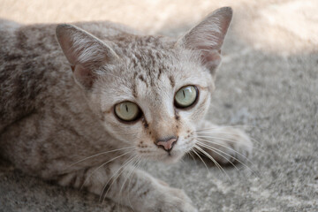 A grey and black cat is staring with frightening eyes. The cat's eyes become slit-shaped.