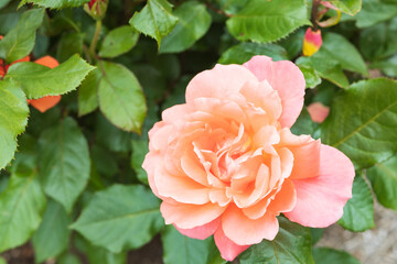 バラ　スイート　フラグランス