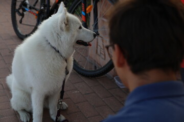 A very hairy dog, with white hair, his breed is Samoyed