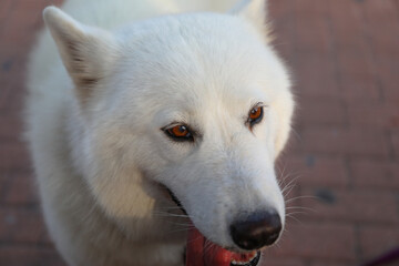 Obraz na płótnie Canvas A very hairy dog, with white hair, his breed is Samoyed