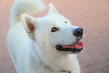 A very hairy dog, with white hair, his breed is Samoyed