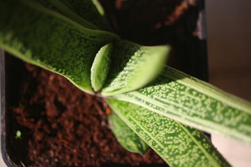 Gasteria batesiana Little Warty © Perovskia