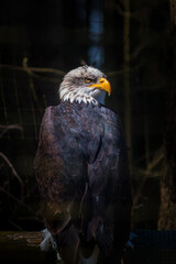 Majestic eagle sitting and looking around