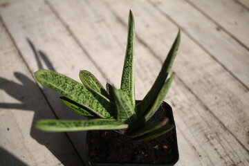 Gasteria batesiana Little Warty