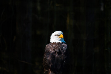 Majestic eagle sitting and looking around