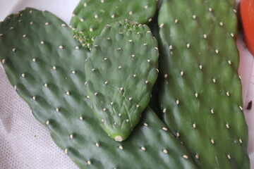 Opuntia Rubescens Consolea © Perovskia