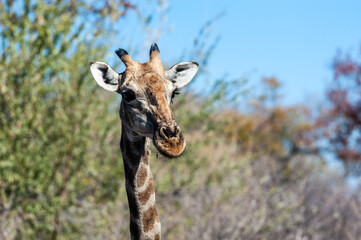 Naklejka premium Closeup of an Angolan Giraffe - Giraffa giraffa angolensis- head sticking out from the bushes of Etosha National Park, Namibia.