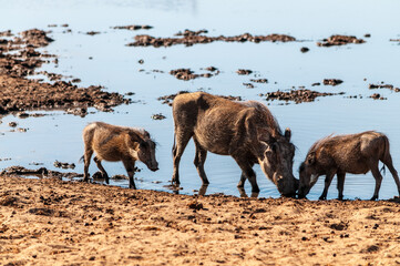 Closeup of a group of Common Warthogs - Phacochoerus africanus- near a waterhole of Etosha. Etosha National Park, Namibia.