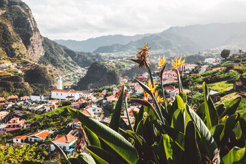landscape with flowers