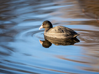 duck on the water