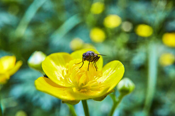 A plant shot with a macro lens 