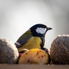 a woodpecker