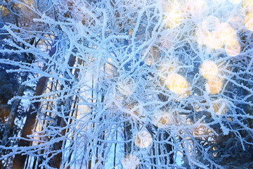 branches covered with frost background abstract winter december view
