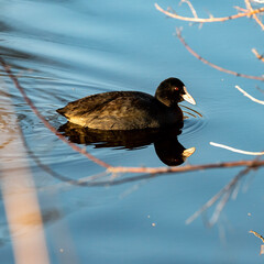 great crested grebe