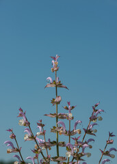 Blooming sage plant against a blue sky.