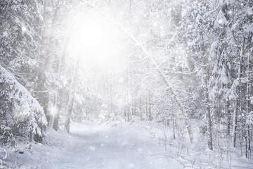 Fototapeta premium winter background snowfall trees abstract blurred white