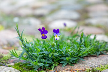 Flowering violets in the garden. Growing biennials
