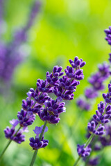 Purple lavender flowers on natural green background. Web banner.