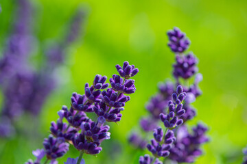Purple lavender flowers on natural green background.