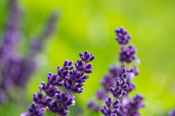 Purple lavender flowers on natural green background.