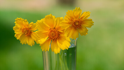 Yellow flowers in a glass of water on a blurred background. Natural background. Web banner.