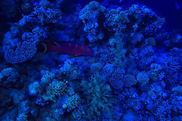 tropical sea underwater background diving ocean