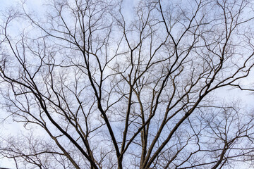 落葉した冬の公園の木