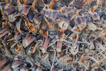 Palm tree trunk close-up. Dry bark on the trunk. The texture of the trunk of a palm tree.